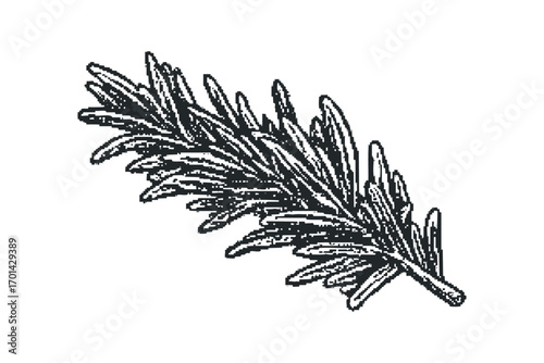 Pungent herb sprig of rosemary isolated on white. Vector hand drawn illustration