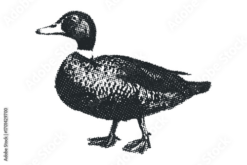 Duck on transparent background image. Vector hand drawn illustration