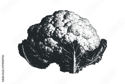 Halftone image of a cauliflower with leaves on a white background. Vector hand drawn illustration