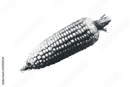 Stippled ear of corn vegetable on transparent background. Vector hand drawn illustration