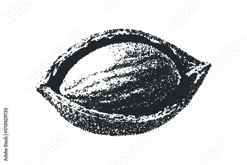 Textured apricot pit kernel for healthy food ingredient use. Vector hand drawn illustration