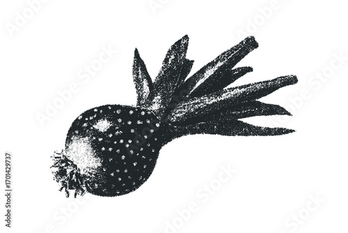 Prickly pear fruit with leaves isolated on white. Vector hand drawn illustration