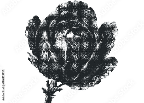 Halftone effect rose flower bloom image. Vector hand drawn illustration