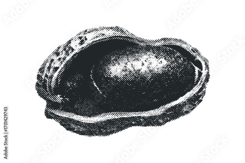 Halved Peanut with Visible Interior on Transparent Background. Vector hand drawn illustration