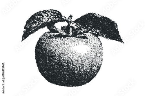 Monochrome Textured Apple With Leaves. Vector hand drawn illustration