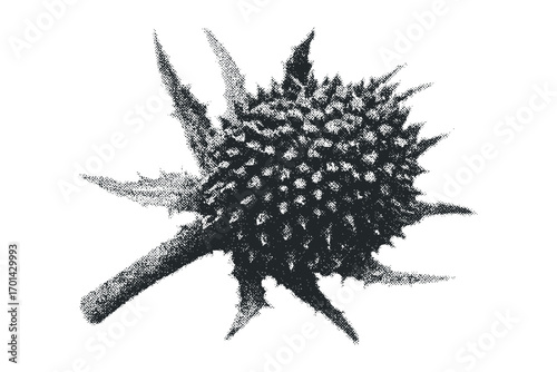 Textured thistle seed head with transparent background. Vector hand drawn illustration