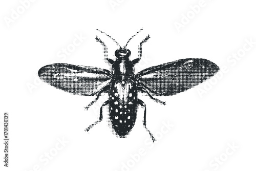 Detailed halftone sketch of a large beetle with spread wings on white. Vector hand drawn illustration