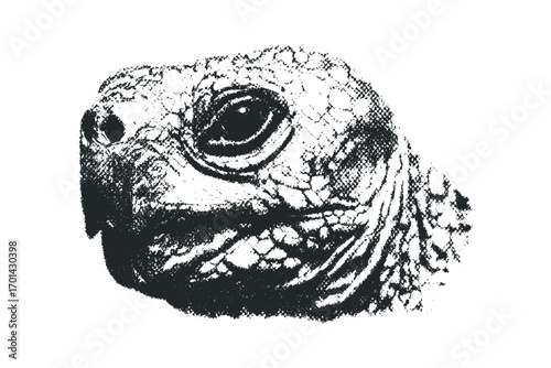 Close Up Portrait of a Tortoise Head in Textured Style on Transparent Background. Vector hand drawn illustration