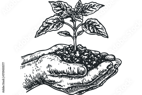 Hand holding seedling with soil transparent. Vector hand drawn illustration