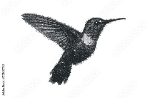 Hummingbird with Wings Spread. Vector hand drawn illustration