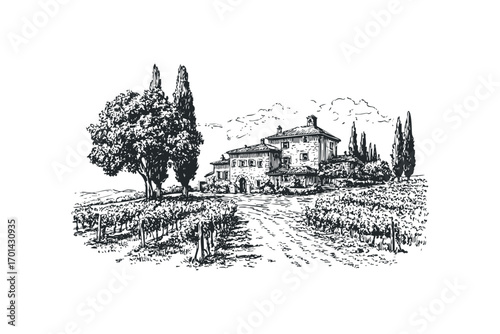 Sketch of a rural estate with vineyards and cypress trees. Vector hand drawn illustration