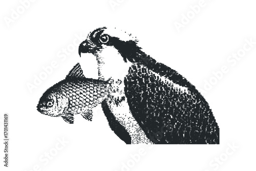 Osprey bird holding fish prey on white. Vector hand drawn illustration
