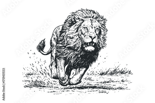 Powerful male lion running through grass on transparent background. Vector hand drawn illustration