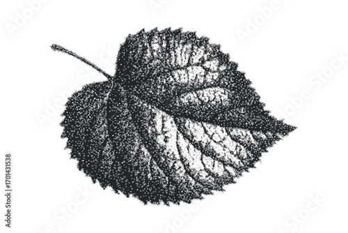 Textured Black and White Leaf. Vector hand drawn illustration