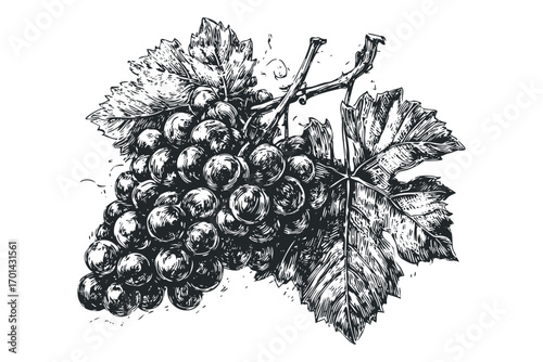 Detailed Ink Sketch of Dark Grapes with Leaves on Transparent. Vector hand drawn illustration