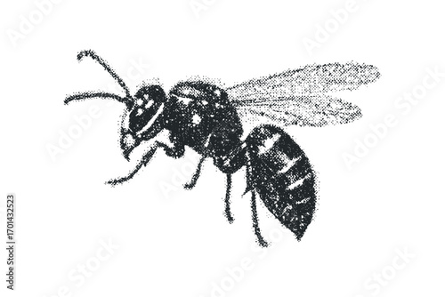 Halftone insect pest isolated on white. Vector hand drawn illustration