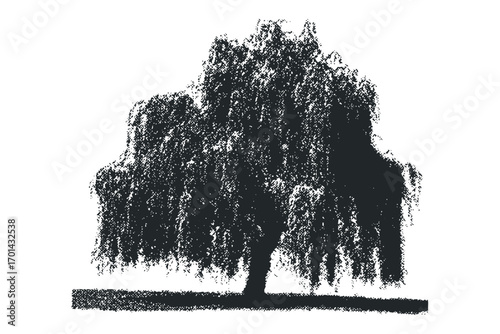 Silhouette of weeping willow tree with textured foliage on transparent background. Vector hand drawn illustration