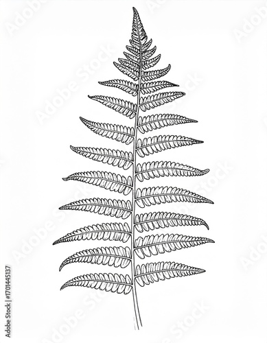Monochrome Fern Illustration with Dotted Texture on White Background Delicate Detailed Leaf Pattern Botanical