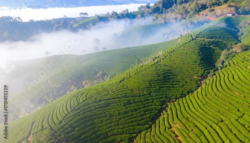 Misty Morning Aerial View of Lush Green Terraced Tea Hills