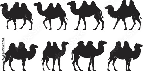 Camel silhouette vector set, desert animal illustration, Arabian culture art, Bactrian camel design, wildlife graphic, transportation symbol, nature, travel icon