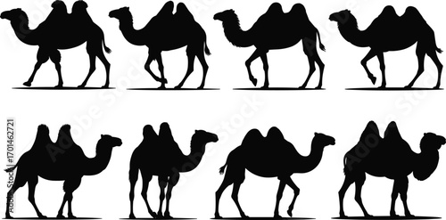Camel silhouette vector collection, desert animal illustration, Arabian culture art, transportation symbol, wildlife graphic, Bactrian camel design, travel icon, nature