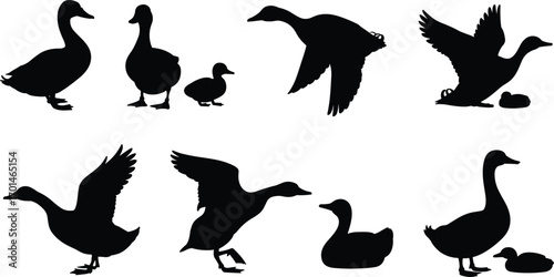 Duck silhouettes flying, walking, swimming, mother duck with ducklings, wild waterfowl vector illustration, goose bird shapes, nature wildlife animal design