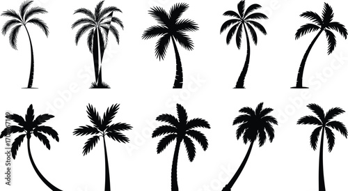 Palm tree silhouette, tropical plant, summer beach design, exotic nature symbol, coconut tree vector, vacation element, jungle foliage, island decoration, holiday art