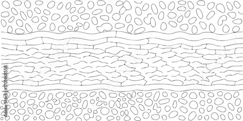 Microscopic view of plant tissue layers showing epidermal cells and internal cellular structures in a black and white line drawing