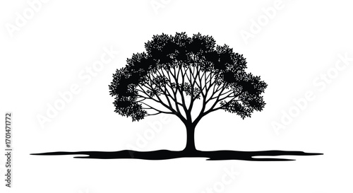 a lone tree stands tall casting shadow on ground