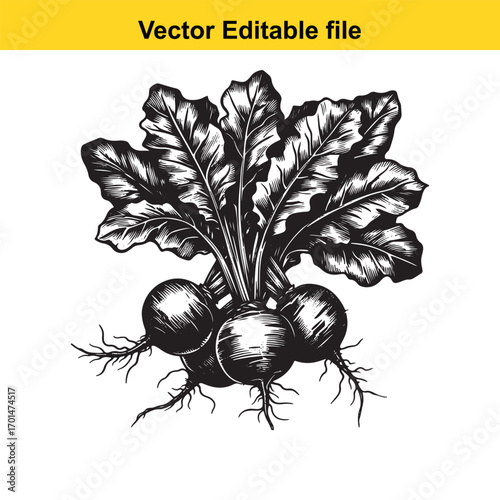 Hand drawn illustration of fresh beetroots with leaves, isolated on white background