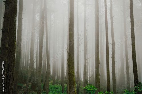 Foggy forest of Douglas Fir at Mount Wittenberg of Point Reyes National Seashore, Marin County, California.