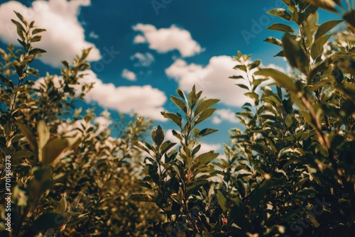 Wallpaper Mural Lush green foliage fills the frame, looking up to a bright blue sky dotted with fluffy white clouds Torontodigital.ca