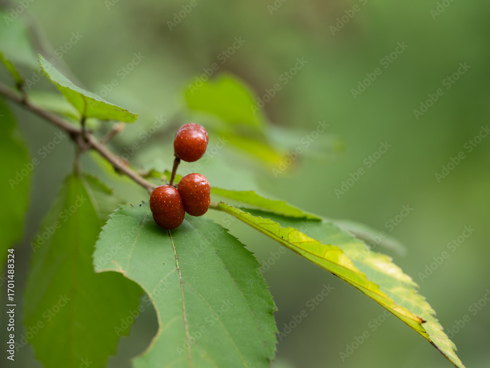 Obraz premium 魚捕木の紅い実