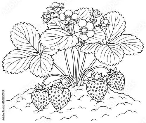 Strawberry plant illustration with ripe fruit, leaves and blossoms growing in soil created in a clean black and white vector line art style for educational resources, coloring pages