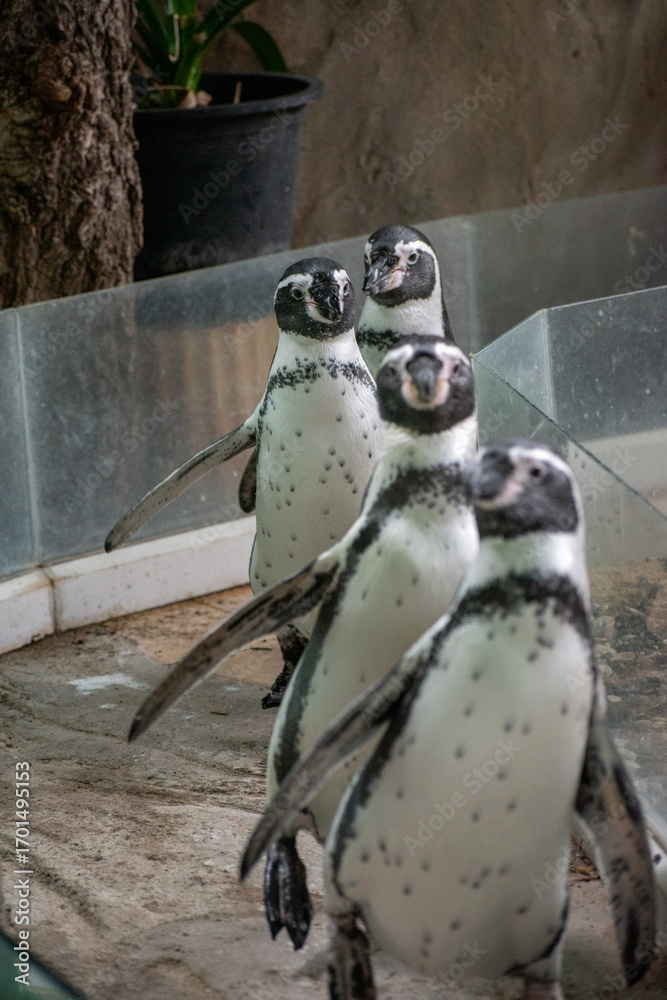 Naklejka premium Black - footed Penguins, Jackass, Penguins , African penguins