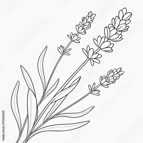 Elegant black and white line drawing of three lavender sprigs with detailed leaves and flower buds on a plain background