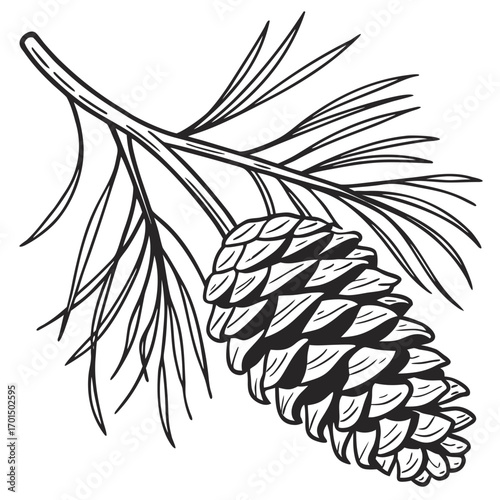 Detailed black and white line drawing illustration of a pine cone hanging from a branch with needles on a white background