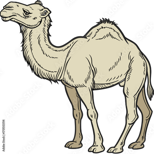 A detailed illustration of a single dromedary camel standing with its head turned to the left against a white background