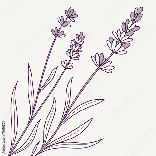 Delicate purple lavender sprigs with slender leaves in a simple line art illustration style on a light background