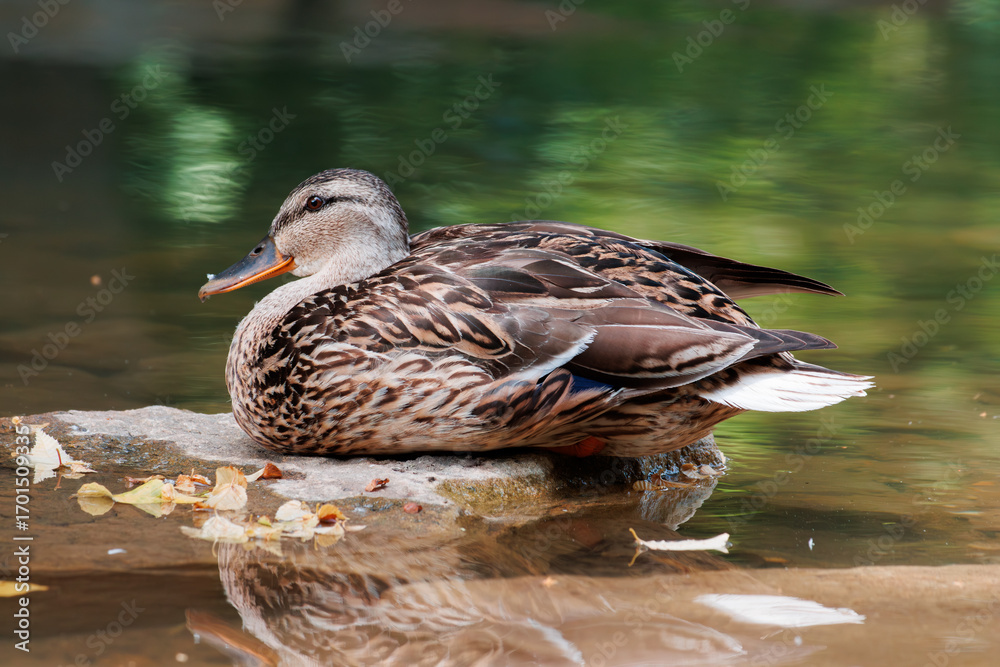 Fototapeta premium Duck