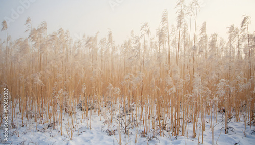 Wallpaper Mural Dry reeds in snow Torontodigital.ca