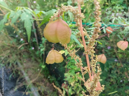 Ketipes (Cardiospermum halicacabum) has a unique fruit shaped like a lantern or balloon.