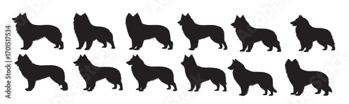 belgian sheep dogs silhouette white background