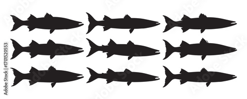 barracuda fish silhouette white background vector illustration