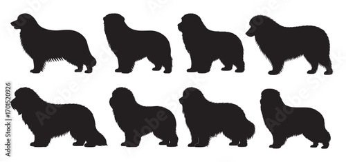 bearded dog silhouette vector illustration