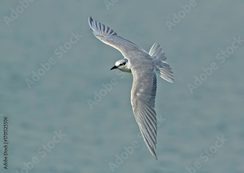 seagull in flight