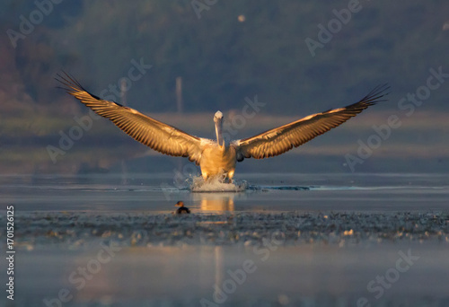 Pelican on winter morning