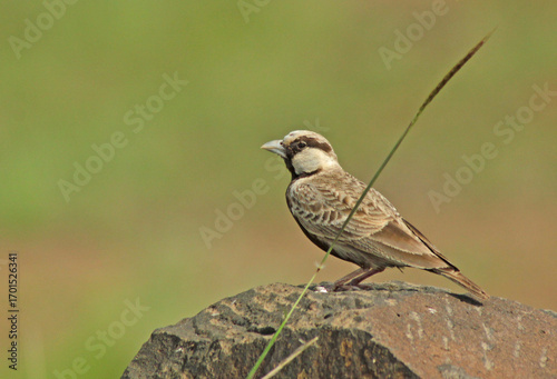 Sparrow on rock