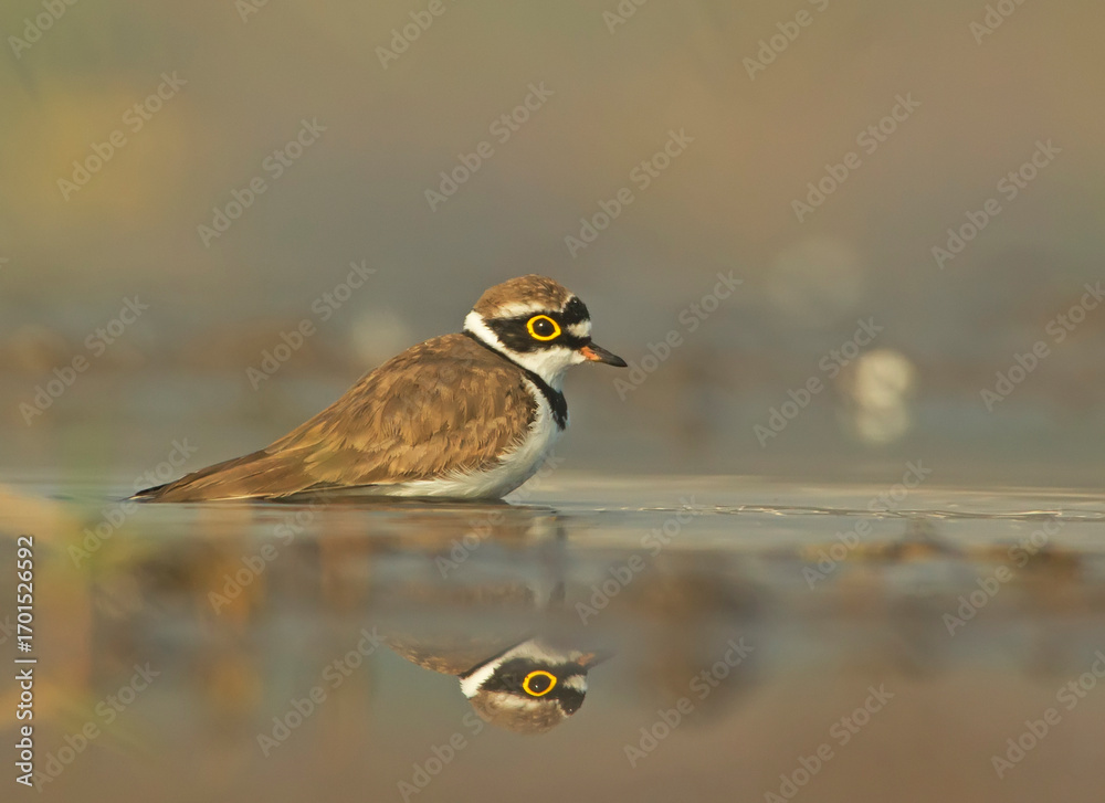Fototapeta premium Reflection of bird