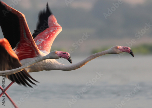 close up of a pink flamingo